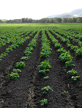 Plantation