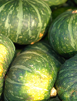 Squash