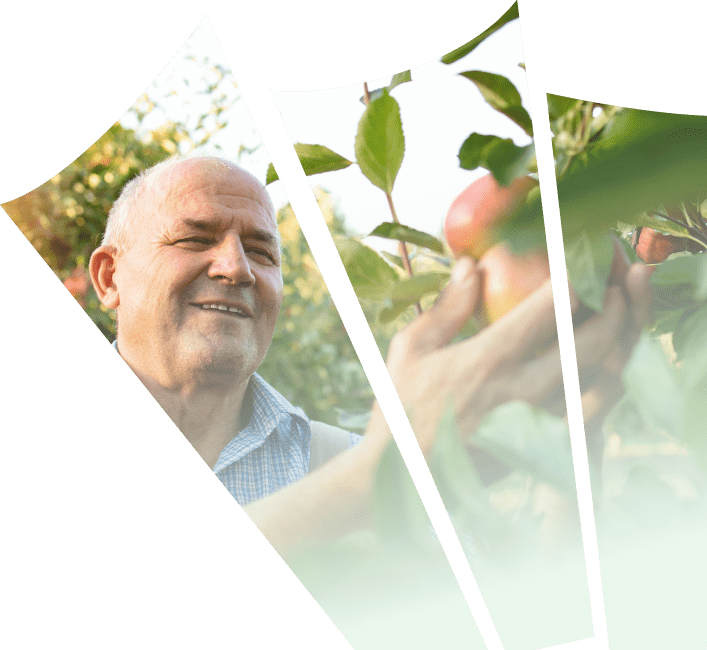 Récolte fruit