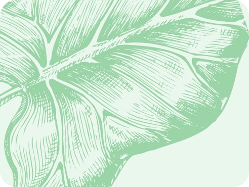 Feuille
