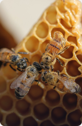Abeilles