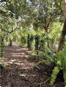Chemin de fôret